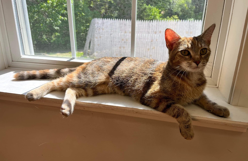 Veterinarian in Bridgton, ME