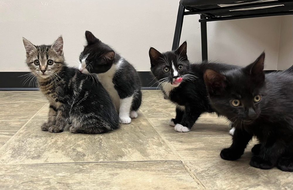 Veterinarian in Bridgton, ME